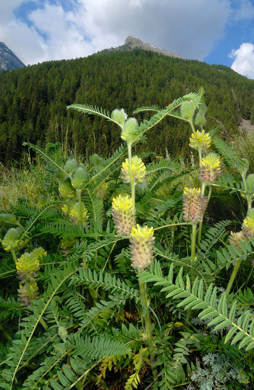 Photo Maurizio Broglio - Astragalus alopecurus